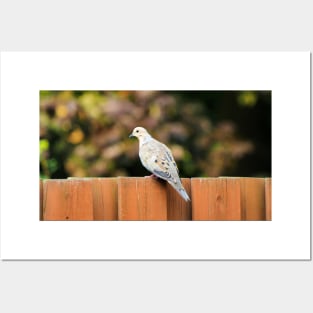 Mourning Dove Perched On a Fence Posters and Art